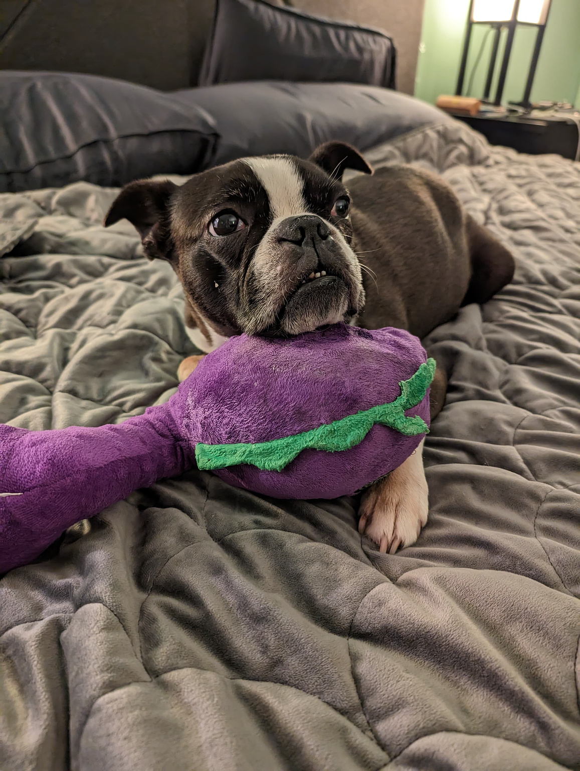 Pippin the Boston terrier resting his head on his best friend, a purple plush dinosaur.