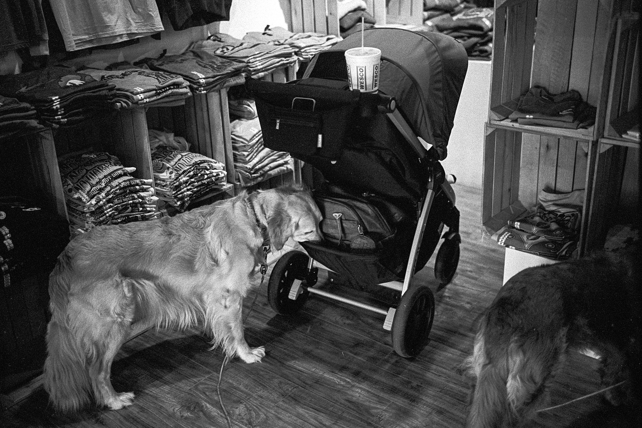 Shop dog sniffing our stroller