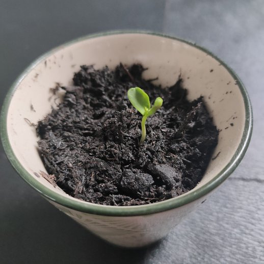 A very small green shoot, with two leaves, from an apple seed