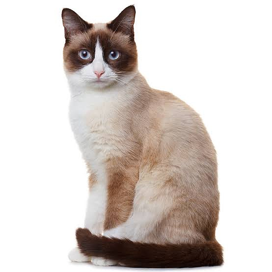 Boring Standard Picture of a Snowshoe Cat